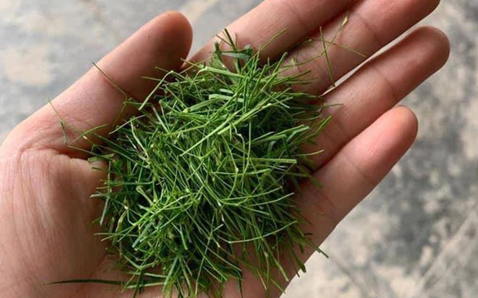 Đừng chỉ ăn quả, lá loại cây này quý như 'nhân sâm người nghèo' ở quê mọc um tùm