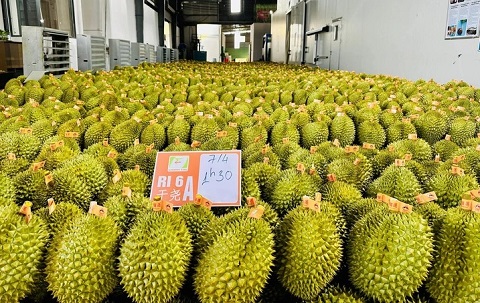 Phó thủ tướng yêu cầu làm rõ trách nhiệm việc để gián đoạn hoạt động kiểm nghiệm sầu riêng xuất khẩu