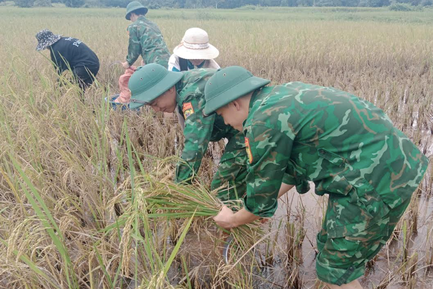 Bộ đội Biên phòng giúp dân thu hoạch lúa, ứng phó mưa l