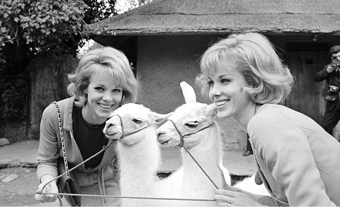 Cặp song sinh đẹp nhất thế giới chọn án tử cùng ngày