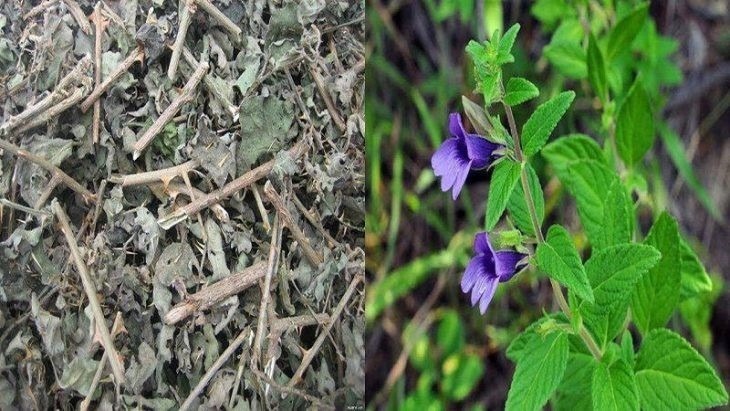 Tác dụng ít biết của cây nhân trần và những lưu ý khi sử dụng