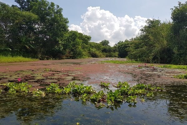 Có quyết định mới về khu bảo tồn thiên nhiên rộng hơn 2.800 héc ta ở Cần Thơ