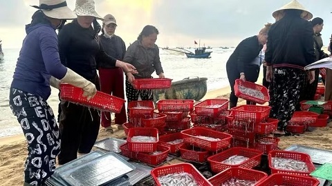 Ngư dân Quảng Trị trúng 'lộc biển' đầu năm