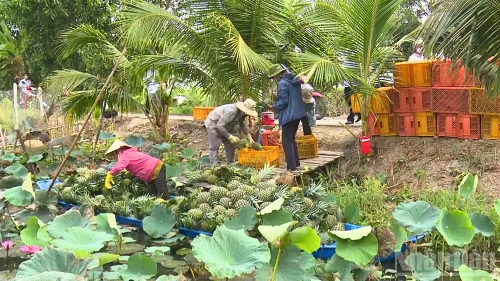 Cần Thơ chủ động chuyển đổi cây trồng thích ứng biến đổi khí hậu