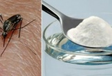 6 giải pháp tự nhiên giúp giảm ngứa, sưng do muỗi cắn