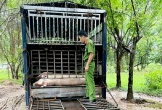Người đàn ông ở Hà Tĩnh mang lợn chết vào lò mổ tiêu thụ