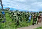 Người đàn ông tử vong trong vườn thanh long