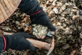 Độc đáo nghề chọc đá cạy hà ven biển Đồ Sơn