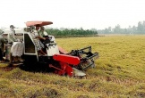 Cần Thơ: Xuất khẩu gạo vẫn còn tiềm ẩn nhiều thách thức