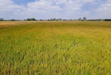 Cần Thơ xây dựng vùng sản xuất lúa chuyên canh chất lượng cao đạt 48.000 ha vào năm 2030