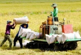 Năm 2030, Cần Thơ dự kiến có 48.000 ha lúa chất lượng cao