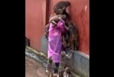Hàng chục con khỉ hung hăng tấn công người phụ nữ để cướp đồ ăn