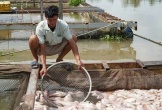 Hình ảnh cá diêu hồng chết trắng trong bè trước ngày xuất bán ở Cần Thơ