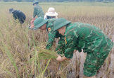 Bộ đội Biên phòng giúp dân thu hoạch lúa, ứng phó mưa l