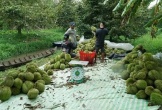Đổ xô trồng sầu riêng rồi mang ra bán ở ven đường