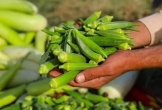 Các nhà khoa học phát hiện rau quen thuộc là khắc tinh của vi nhựa