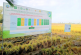Cần Thơ đứng thứ hai ở ĐBSCL về sản lượng lúa
