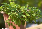 Những mẹo làm đẹp da tại nhà với lá bạc hà