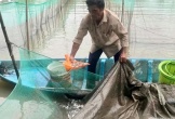 Nông dân Cần Thơ chuẩn bị thả cá lên ruộng nuôi trong mùa nước nổi