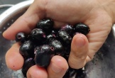 Loại cây dại mọc bờ rào Việt Nam, nay 'trời tây' bán nửa triệu/kg