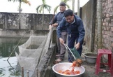 Làng cá chép đỏ Ninh Châu hối hả chuẩn bị ngày 23 tháng Chạp