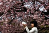 Mùa hoa anh đào 'thất thế' tại Nhật Bản