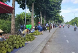 Cần Thơ: Nông dân loay hoay tìm đầu ra cho hàng sầu riêng