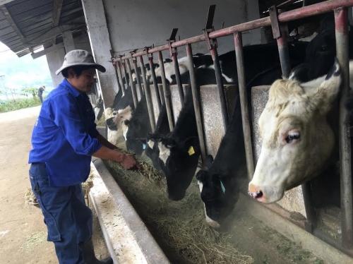 nông dân nuôi bò sữa 