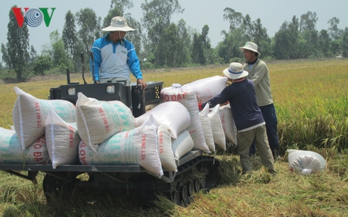 sản xuất lúa gạo