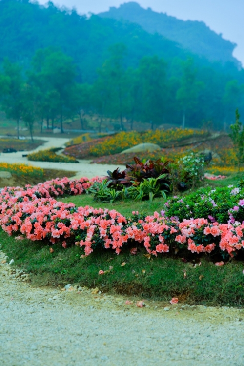 vườn hoa Ninh Bình 